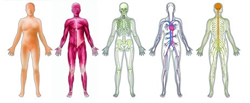 The Systems of the Human Body