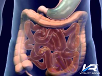 The Digestive Process - A Brief Description