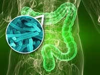 Gut Flora and Antibiotics