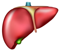 The Function of the Liver in the Body