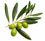 Olive Leaf